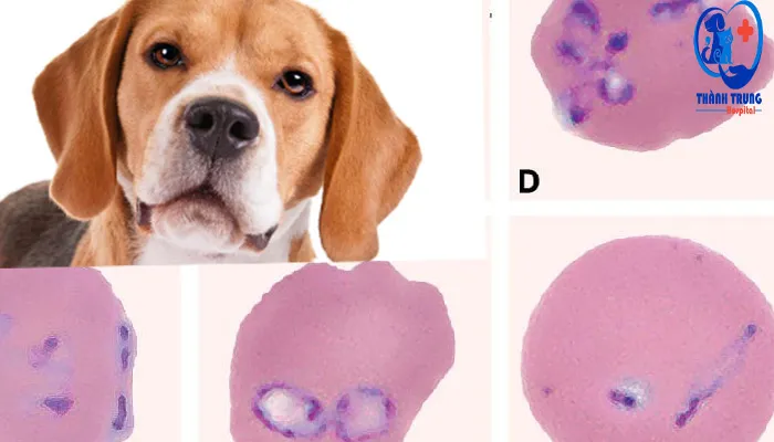 Chó beagle bên hình hồng cầu nhiễm ký sinh trùng Babesia dưới kính hiển vi