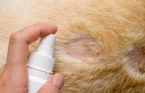 Xịt thuốc lên vùng da rụng lông, ửng đỏ của chó