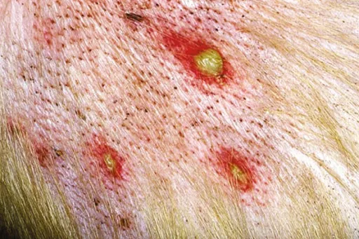 Da chó nổi mụn mủ đỏ do viêm nang lông