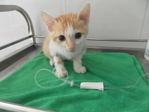 Mèo con truyền dịch trong lồng điều trị