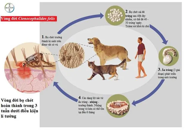 Sơ đồ vòng đời bọ chét Ctenocephalides felis: trứng, ấu trùng, nhộng, con trưởng thành