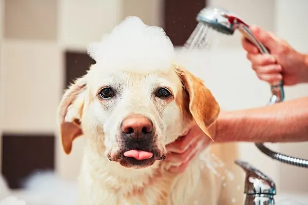 Tắm cho chó lông vàng bằng vòi sen, đầu phủ bọt xà phòng