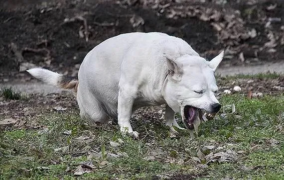 Chó lông trắng đang nôn trên bãi cỏ