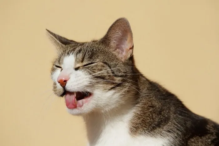 Mèo nhắm mắt, há miệng như đang ho