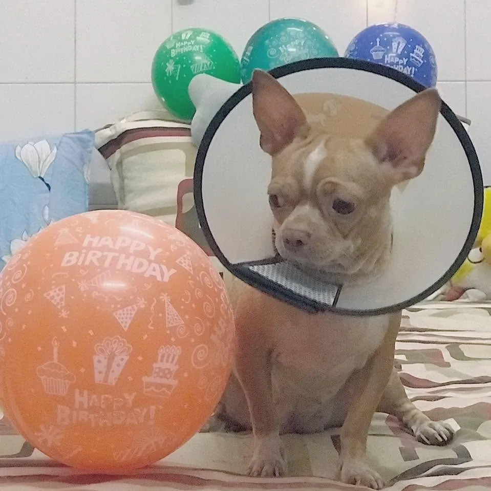 Bé chihuahua đeo vòng chống liếm