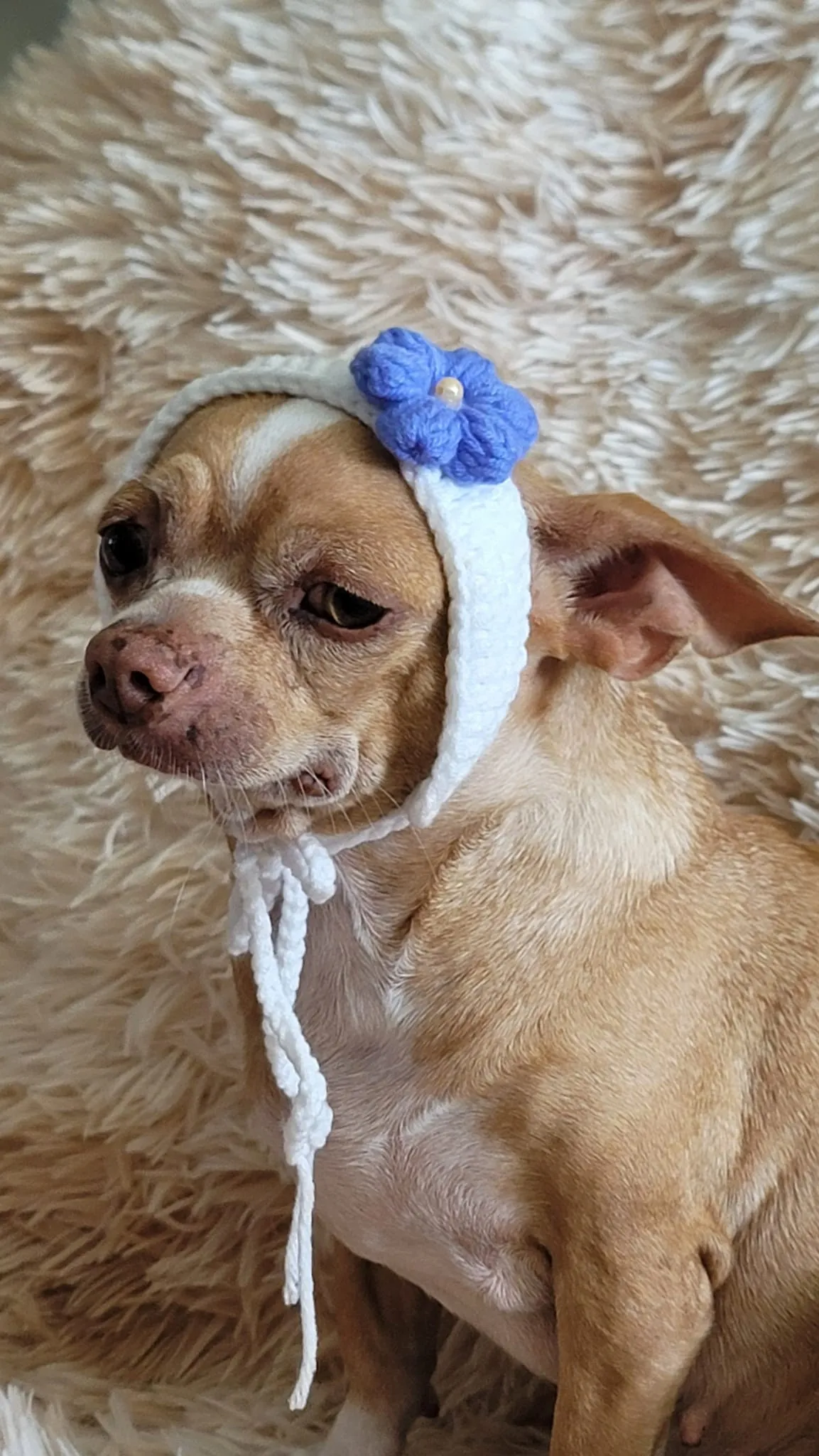 Một bé chó chihuahua đội mũ len