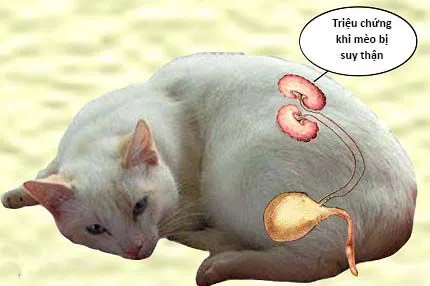 Hình minh họa mèo nằm mệt với thận và bàng quang, chữ ghi triệu chứng khi mèo bị suy thận