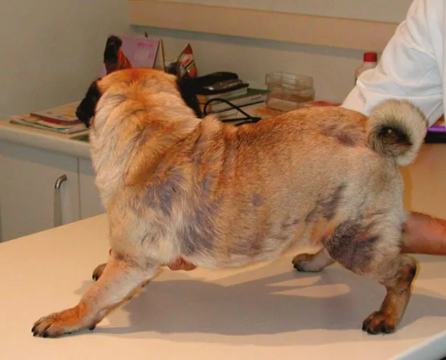 ghẻ Demodex