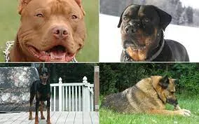 Bốn giống chó pitbull, rottweiler, doberman và becgie
