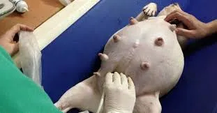 Siêu âm bụng cho chó cái mang thai