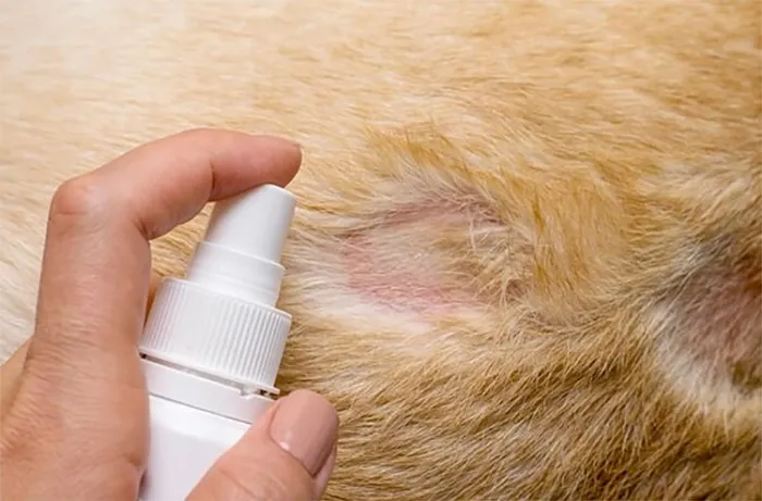 Xịt thuốc lên vùng da bị nấm, rụng lông của mèo