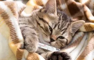 Mèo mướp nằm trong chăn, ngậm nhiệt kế