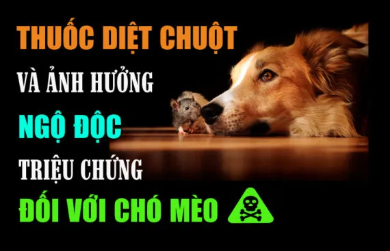 Chó nhìn con chuột trên bàn, chữ ghi thuốc diệt chuột và triệu chứng ngộ độc ở chó mèo