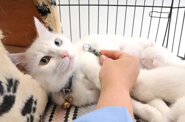 Bác sĩ nghe tim phổi cho mèo lông trắng