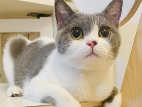 mèo cái