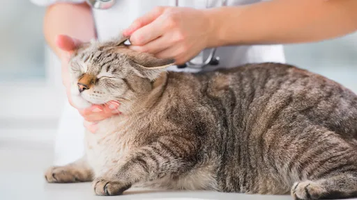 Rận tai ở chó mèo – Điều trị đơn giản nhưng lâu dài