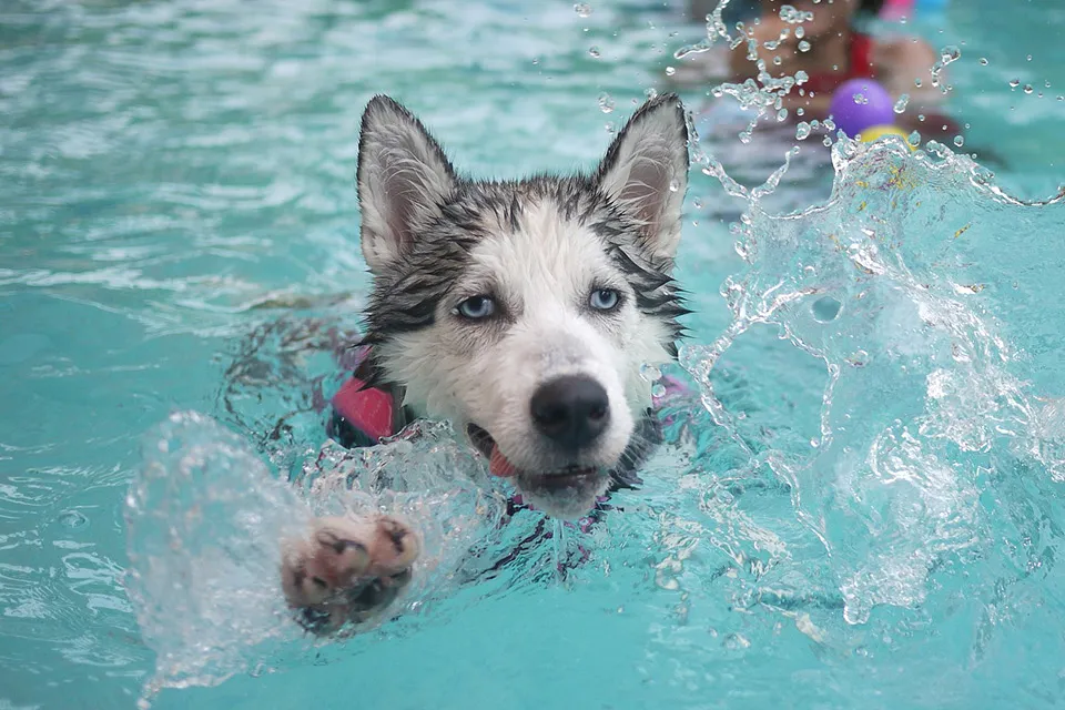 Chó husky bơi trong hồ