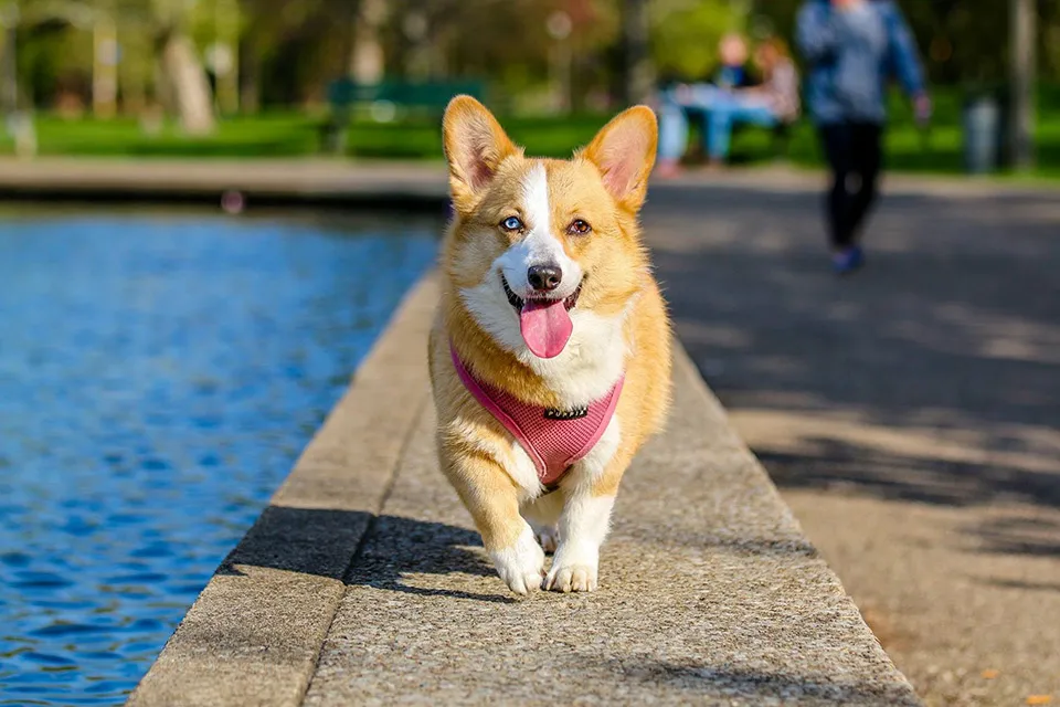 Chó corgi đi dạo bên hồ nước