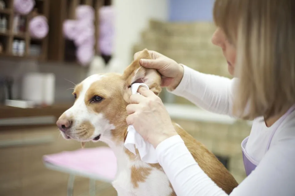 Nhân viên lau tai cho chó beagle ở tiệm chăm sóc thú cưng