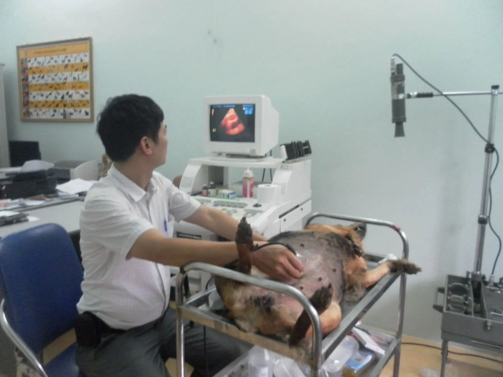 Bác sĩ siêu âm bụng cho chó nằm trên bàn