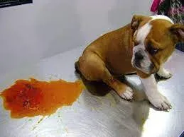 Chó bulldog con bên vũng nôn màu cam trên bàn khám