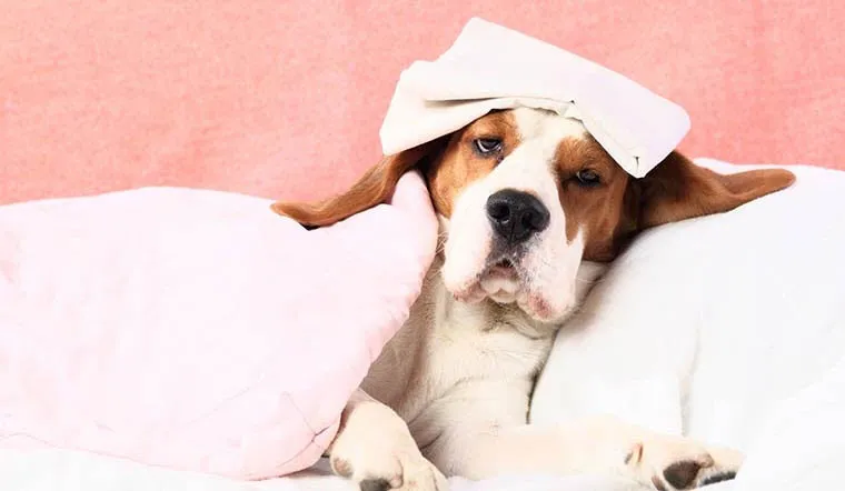 Chó beagle đắp khăn trên đầu, nằm mệt trên gối