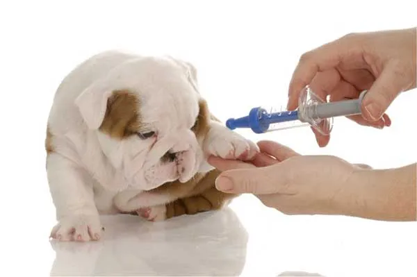 Tiêm cho chó bulldog con